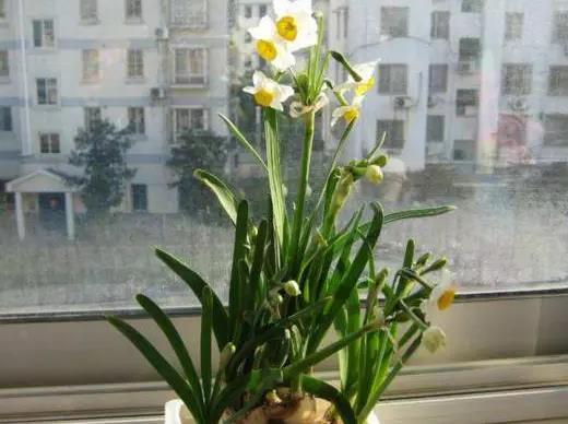 水仙花有毒吗