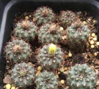 仙人球可以用河沙养吗 详解仙人球的特点