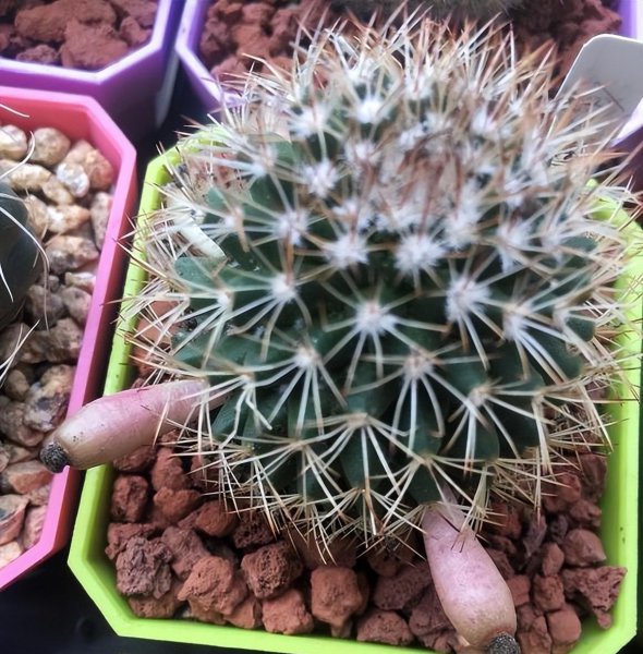 仙人球可以用河沙养吗