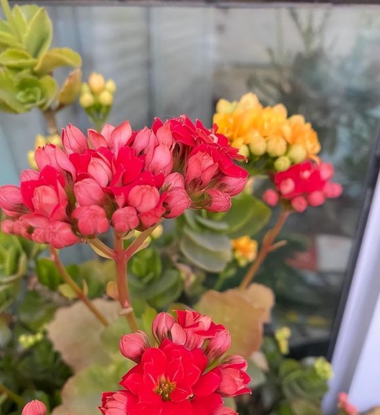 网上买花可靠吗