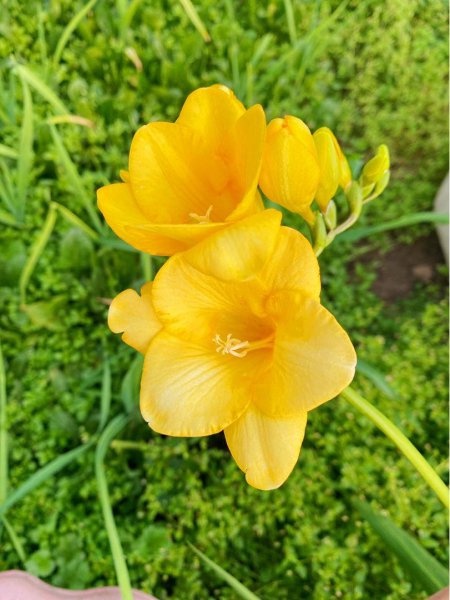香雪兰光长叶不开花是怎么回事