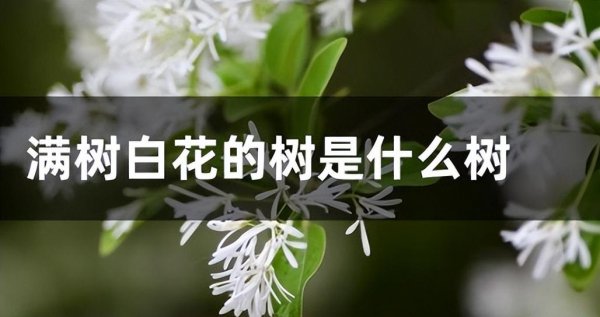 开花白色的花有哪些