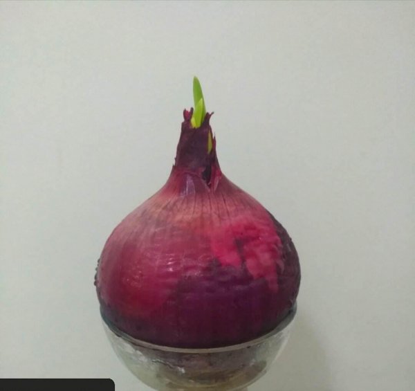 切洋葱为什么会流泪