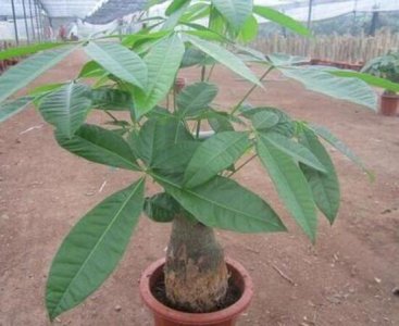 夏天怎么养发财树 发财树夏季养护方法