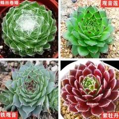 观音莲怎么养比较好