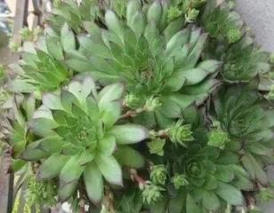 观音莲怎么养比较好