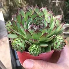 观音莲怎么养比较好