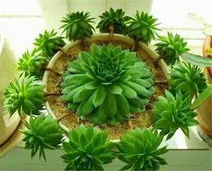 观音莲怎么养比较好