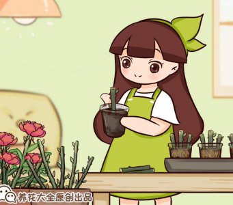 秋天月季怎么繁殖 详解月季秋季繁殖方法