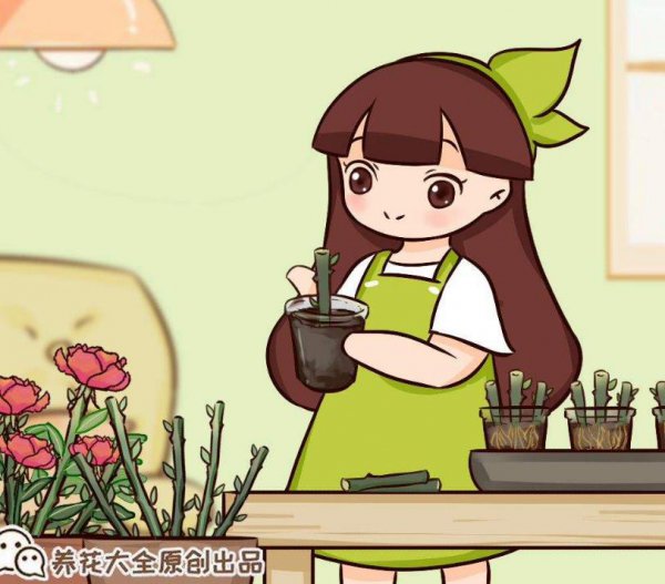 秋天月季怎么繁殖