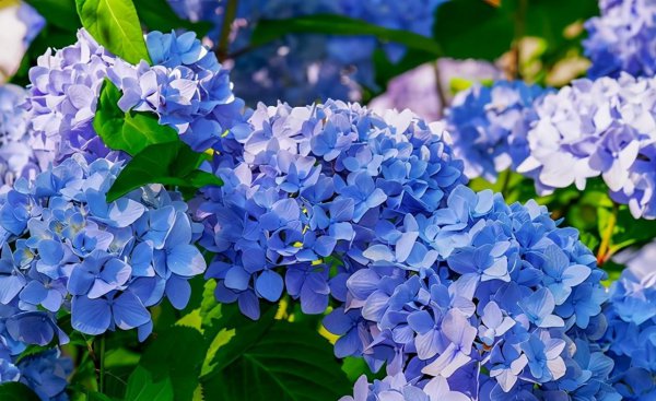 绣球花为什么叫七变花