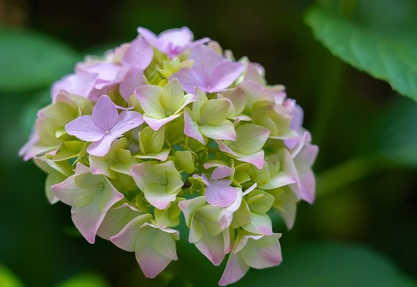 绣球花为什么叫七变花