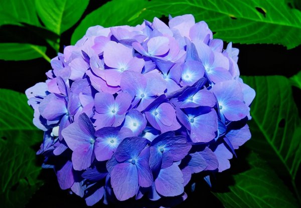 绣球花为什么叫七变花