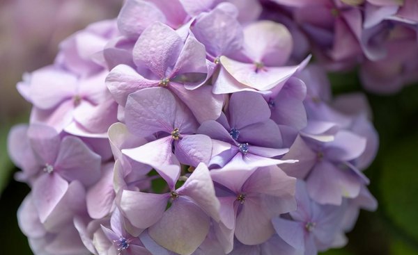 绣球花为什么叫七变花