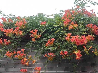 寒冷地区适合养什么花 5种超耐寒植物推荐