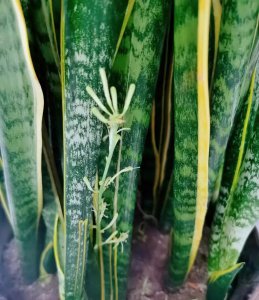 吉祥花有哪些 5种适合家养的吉祥花介绍