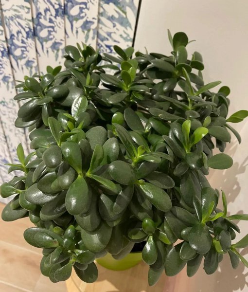 吉祥花有哪些