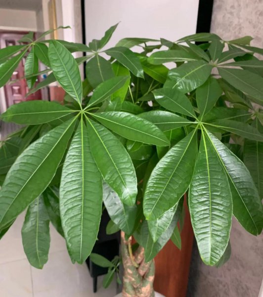 吉祥花有哪些