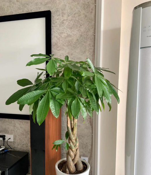 吉祥花有哪些