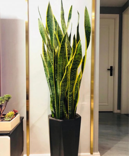 吉祥花有哪些