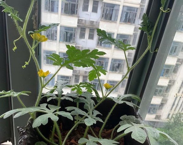 阳台能不能种西瓜