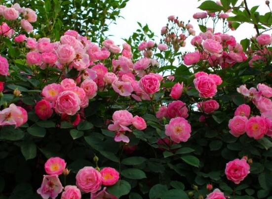 蔷薇花有什么特点