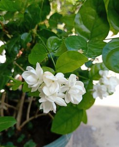 茉莉花6月份怎么养 茉莉花6月养护技巧