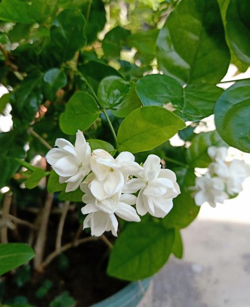 茉莉花6月份怎么养