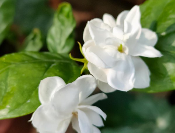 茉莉花6月份怎么养