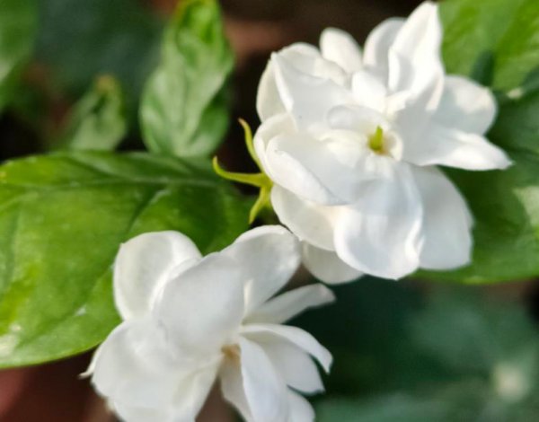 茉莉花6月份怎么养