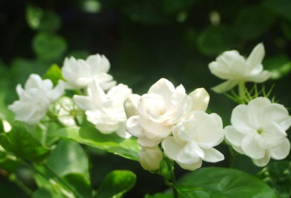 茉莉花6月份怎么养