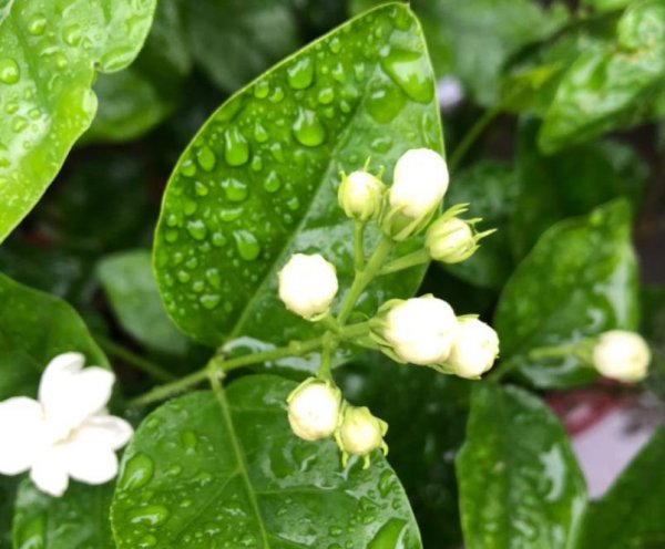 茉莉花6月份怎么养