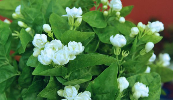 茉莉花6月份怎么养