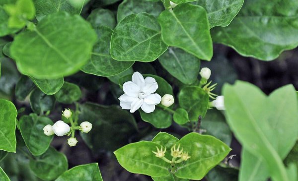 茉莉花6月份怎么养