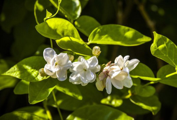 茉莉花6月份怎么养
