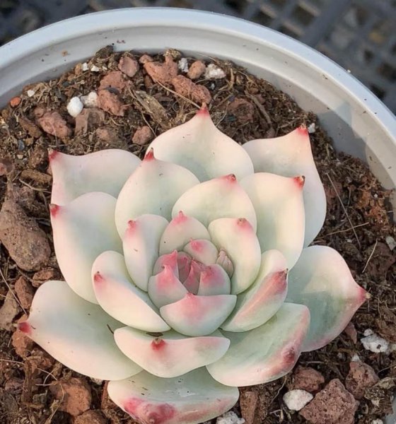 多肉吉娃娃锦为什么那么贵