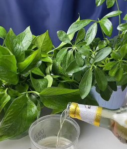 喜欢喝啤酒的绿植有哪些 喜欢用啤酒浇花的三种植物
