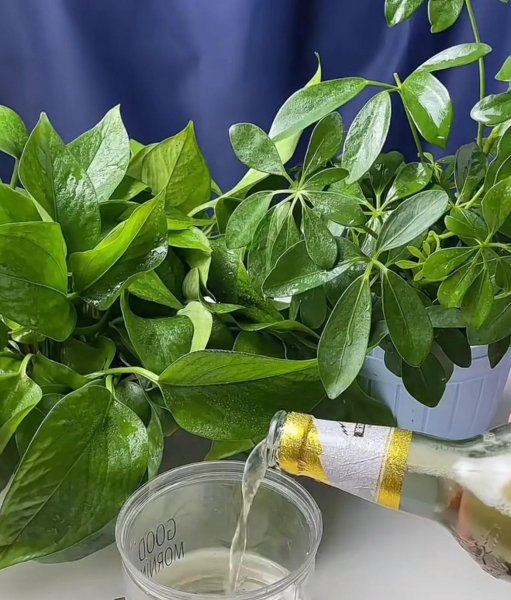喜欢喝啤酒的绿植有哪些