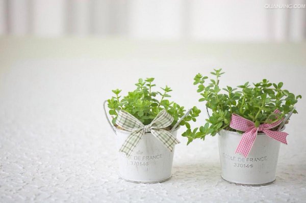 春天养花怎么才能开花旺盛