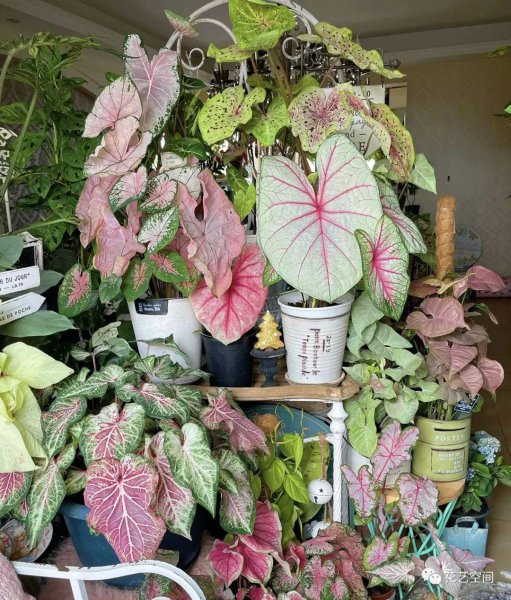 室内光线差适合养什么花