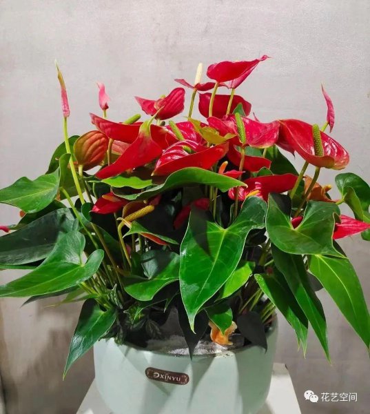 室内光线差适合养什么花