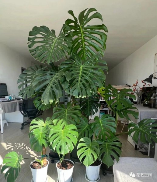 室内光线差适合养什么花