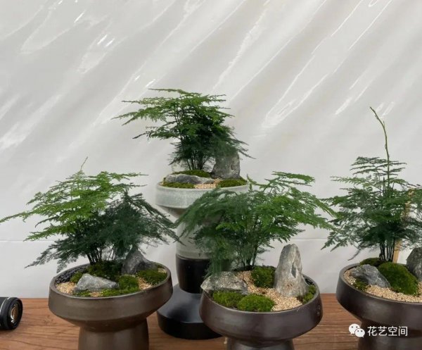 室内光线差适合养什么花