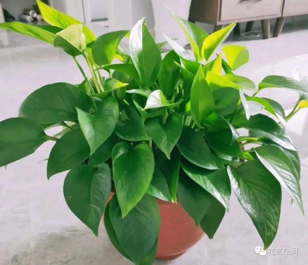 室内光线差适合养什么花
