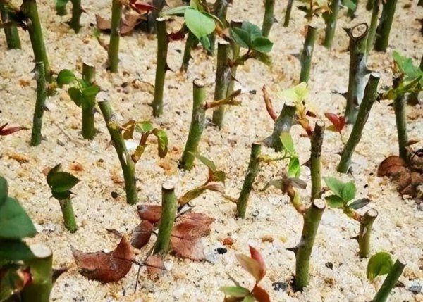养花用沙子栽种好吗