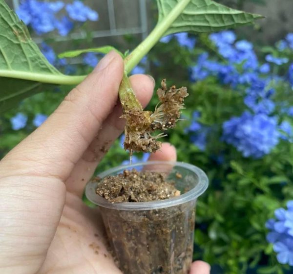 养花用沙子栽种好吗