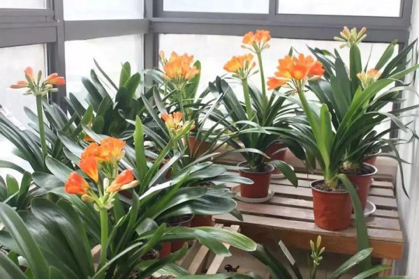 君子兰什么时候开花