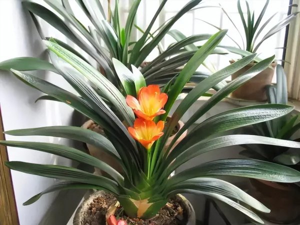 君子兰什么时候开花