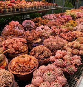 降价最快的多肉是哪个 曝光十二卷锦降价快的原因