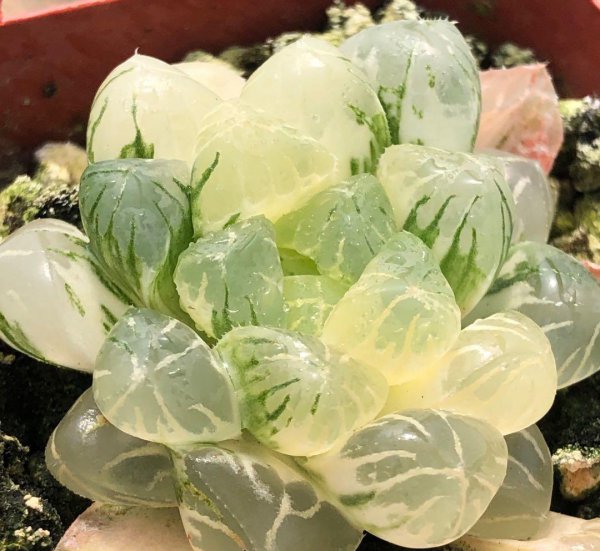 降价最快的多肉是哪个